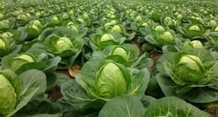 大片包菜田