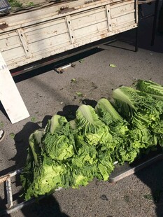 新鲜生菜待售