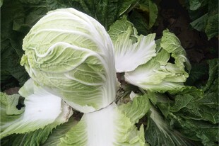 新鲜卷心菜