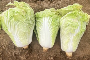 三颗鲜嫩大白菜