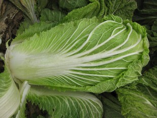 新鲜大白菜特写