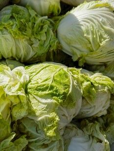 新鲜大白菜堆叠展示