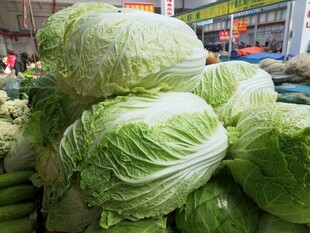 新鲜大白菜堆放在菜市场