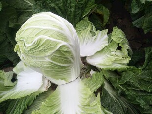 新鲜大白菜