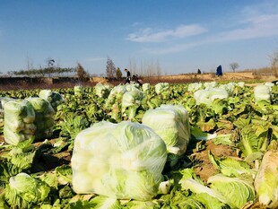 田间大白菜丰收景象