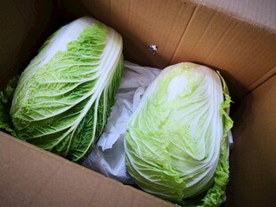 纸箱中的新鲜大白菜