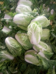 新鲜小白菜堆叠