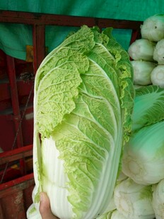 新鲜大白菜展示