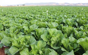 绿色蔬菜种植田