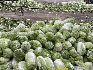 大量白菜堆积待售