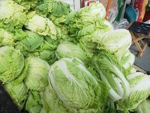 新鲜大白菜堆放在一起