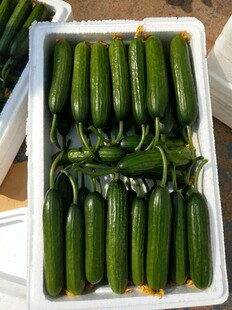 新鲜翠绿黄瓜整齐摆放