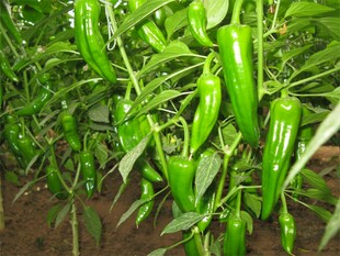 田间翠绿的长辣椒植株