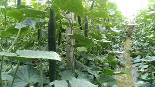 田间茂盛的绿色瓜类植物