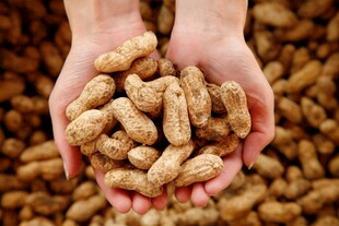 手中捧满新鲜饱满的花生