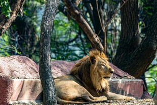 雄狮休憩于繁茂树林间