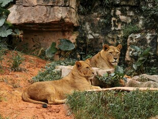 狮群休憩于自然环境中