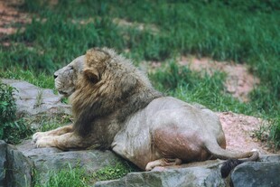 雄狮休憩于岩石草地间