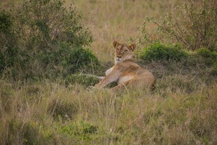 草原上休憩的孤独母狮
