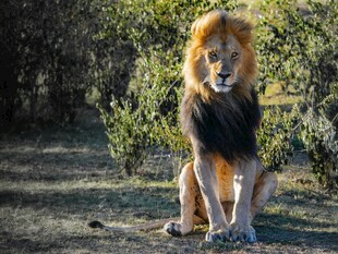 草原雄狮尽显王者风范