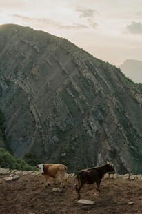 山间放牧场景