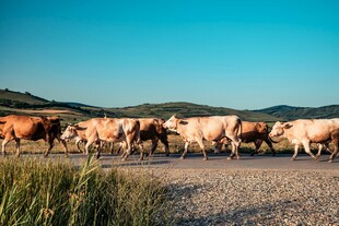 牛群在旷野道路上行走