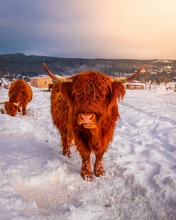 雪地中的苏格兰高地牛