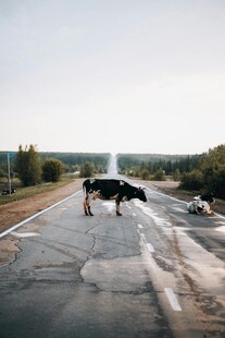 公路上牛群与行人的场景