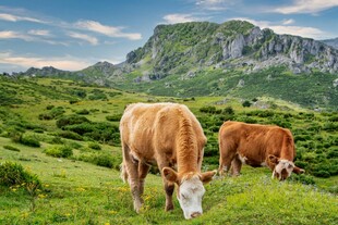 山间牧牛图
