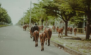 乡村路上的牛群漫步