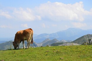 草原上的牛与远山美景