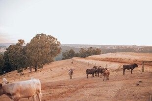 乡村牧场的悠闲畜牧场景
