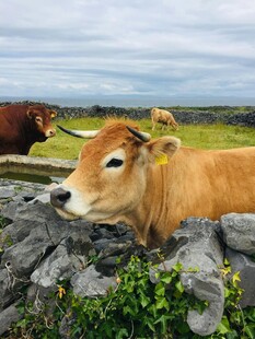 田园中悠闲的棕色奶牛