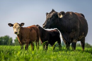 田野中的几头可爱奶牛