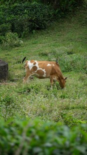 田园中悠闲吃草的两头牛