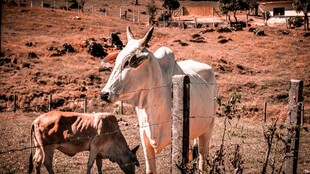 田野中的母牛与小牛
