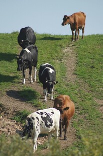 牛群漫步于绿意山坡