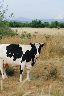 田野中的黑白花奶牛