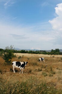 草原上的黑白花奶牛