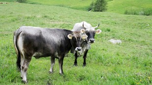 草原上的两头牛