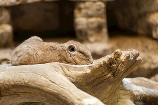 木头上休憩的可爱小松鼠