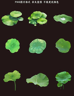 荷叶素材