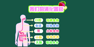 我们的消化器官