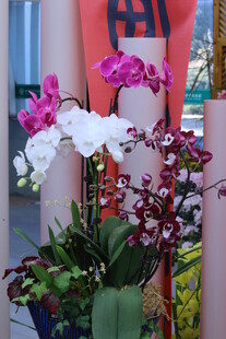 蝴蝶兰 