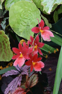 杜鹃花  