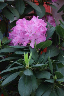 杜鹃花 