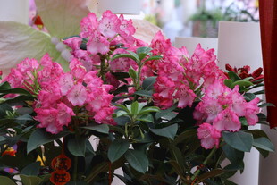 杜鹃花  
