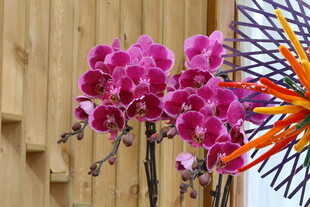 蝴蝶兰 