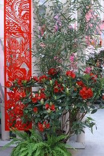 杜鹃花  