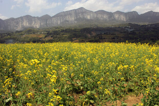 油菜田 花海 绝壁花海